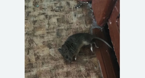 Дезинфекция от мышей в Балее