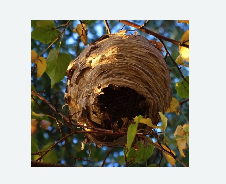 Обработка от шершней в Балее