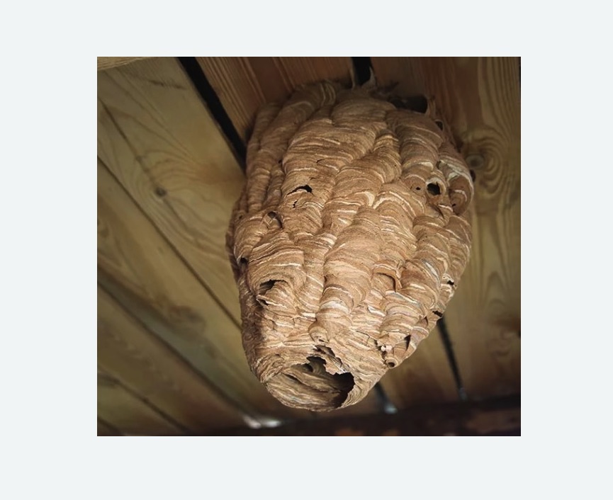 обработка от шершней в Балее