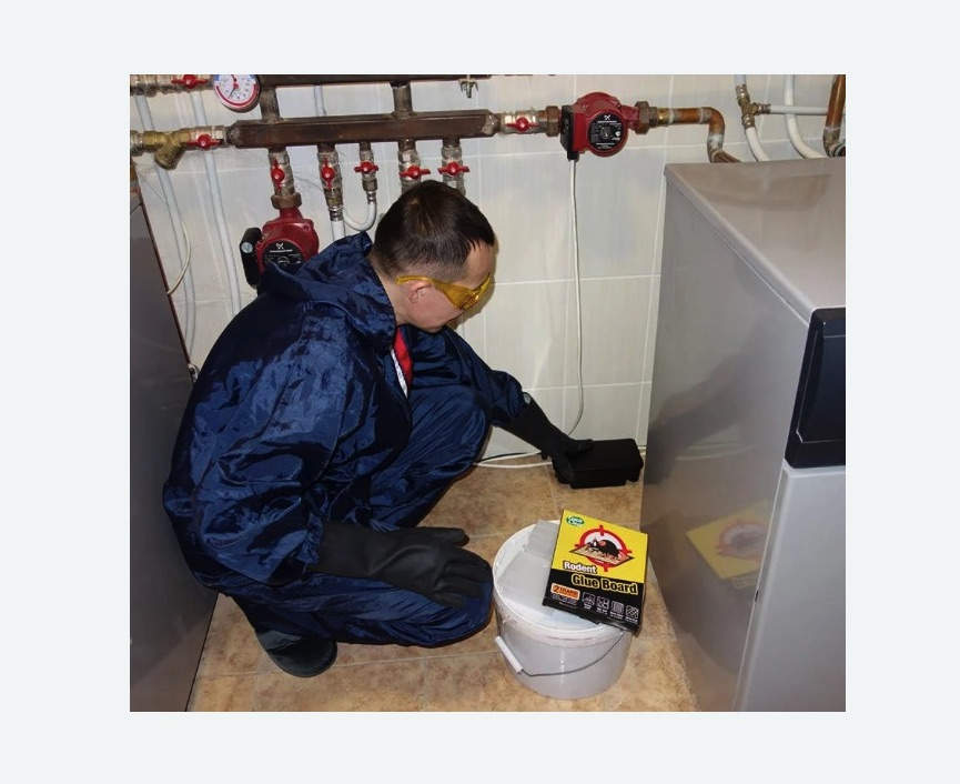 Уничтожение крыс в Балее