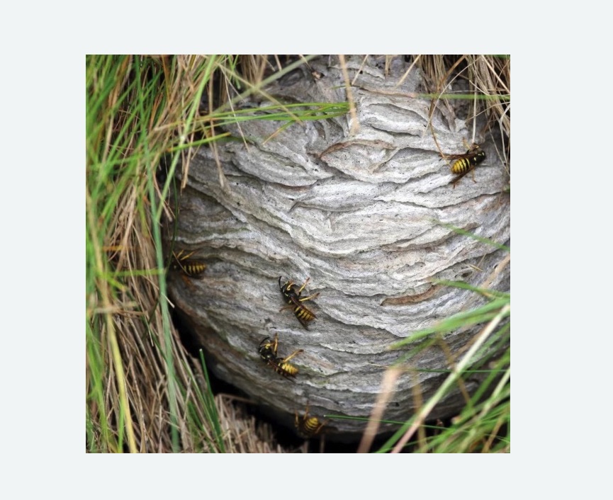 Уничтожение ос и ульев в Балее